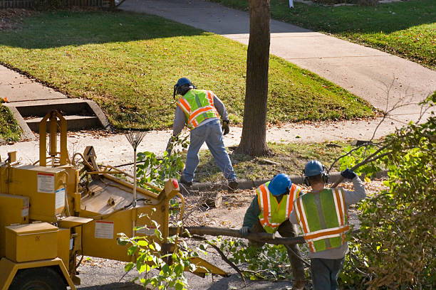 Tree Removal for Businesses in Woonsocket, RI